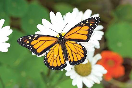The Monarch Butterfly