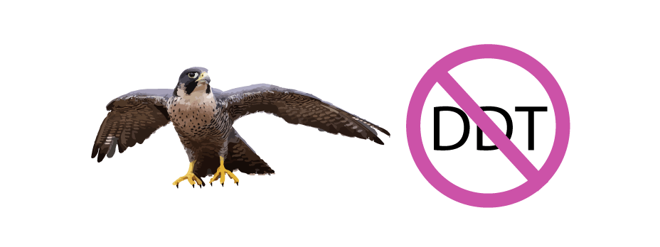 Peregrine Falcon: One man’s conservation practices keep the fastest bird in the world thriving in Alberta,&nbsp;Canada.