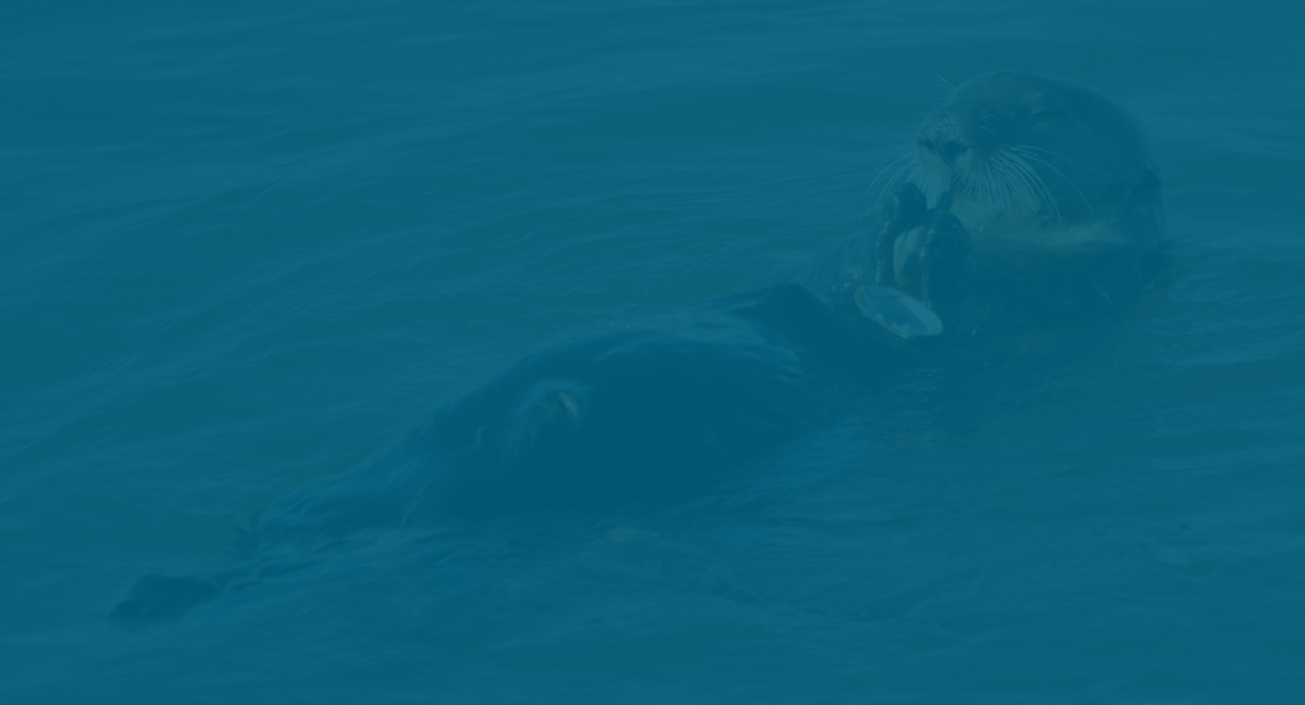 What you need to know about Sea Otters in&nbsp;Canada